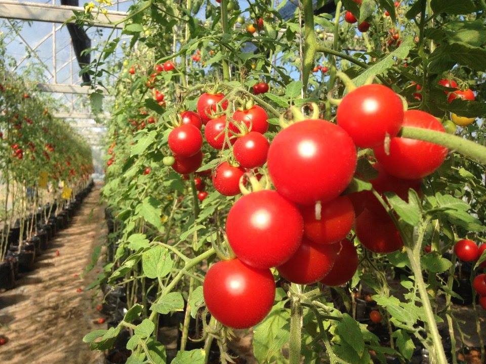 Bijin Tomato