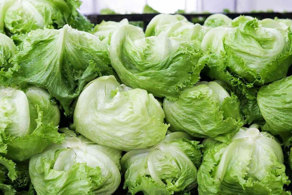 Iceberg Lettuce