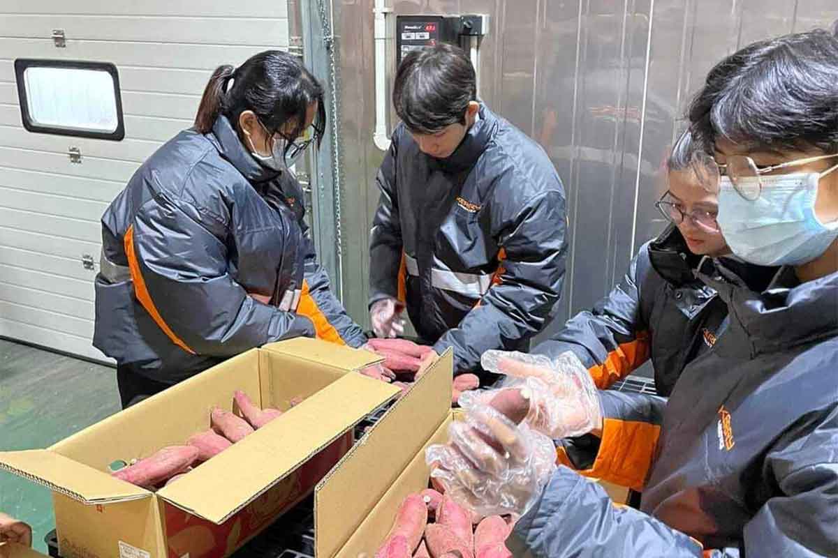 First Ever Arrival of Beni Haruka (Japanese Sweet Potato) in Cambodia