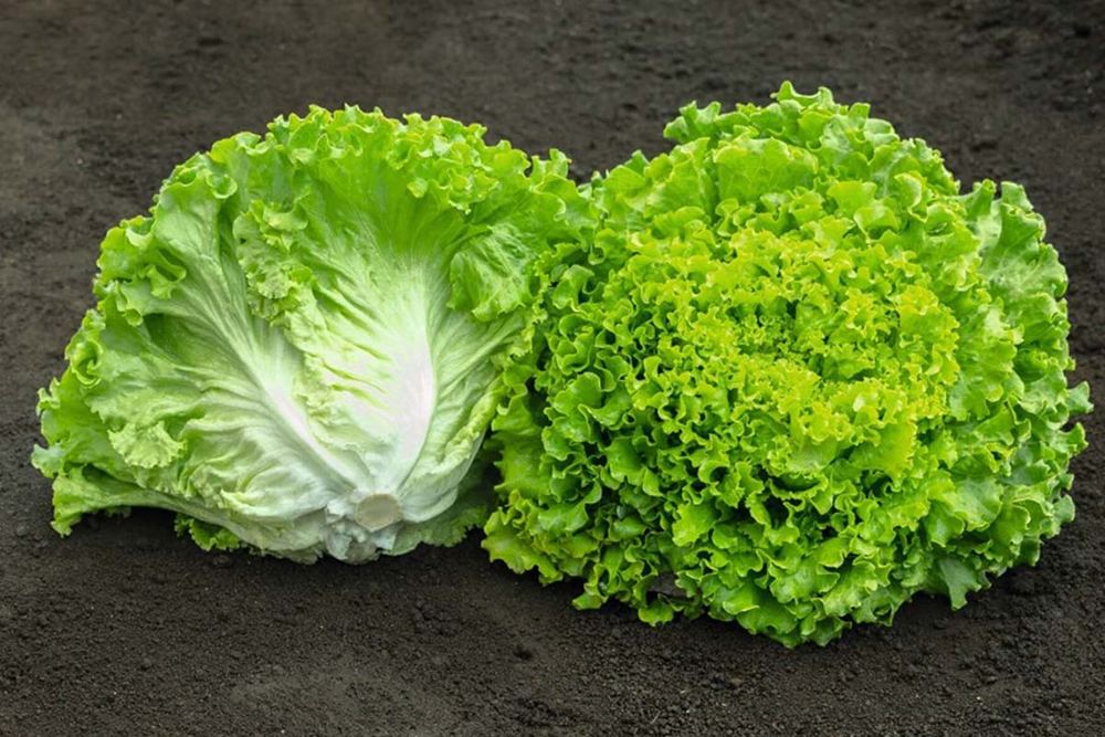 Batavia Lettuce