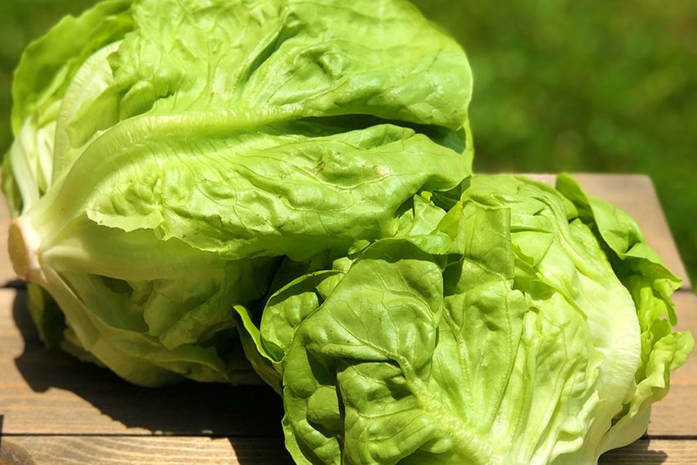 Green Butterhead Lettuce
