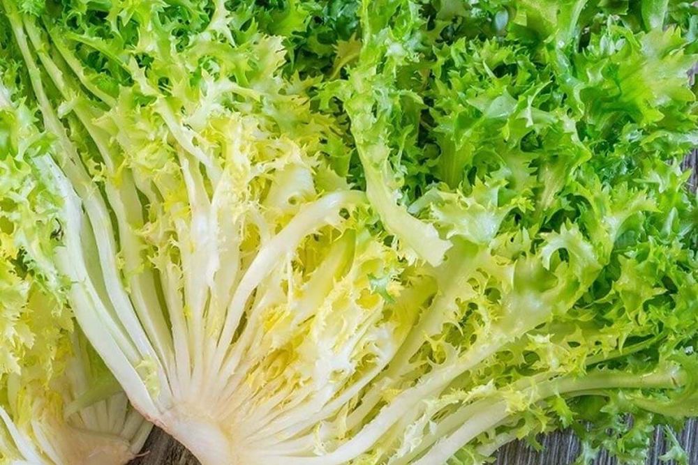 Frisée