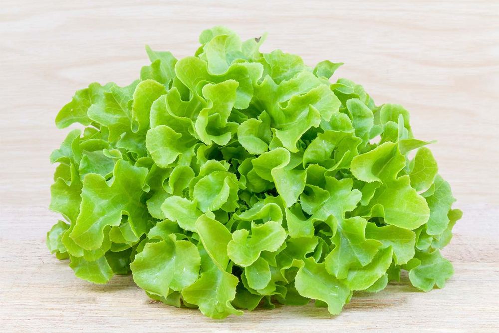 Green Oak Leaf Lettuce
