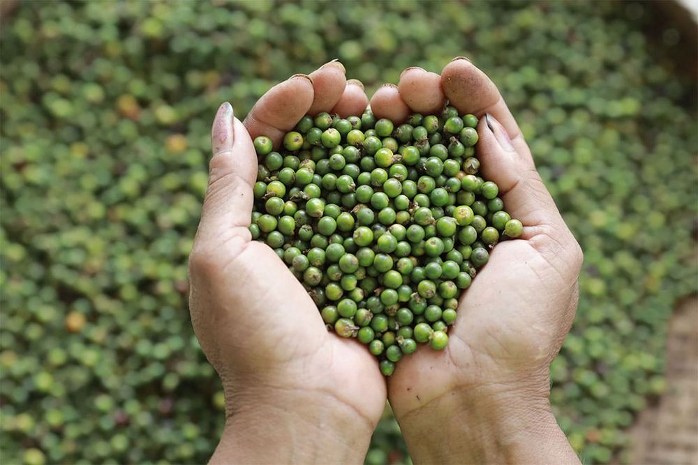Kampot Pepper (Fresh)