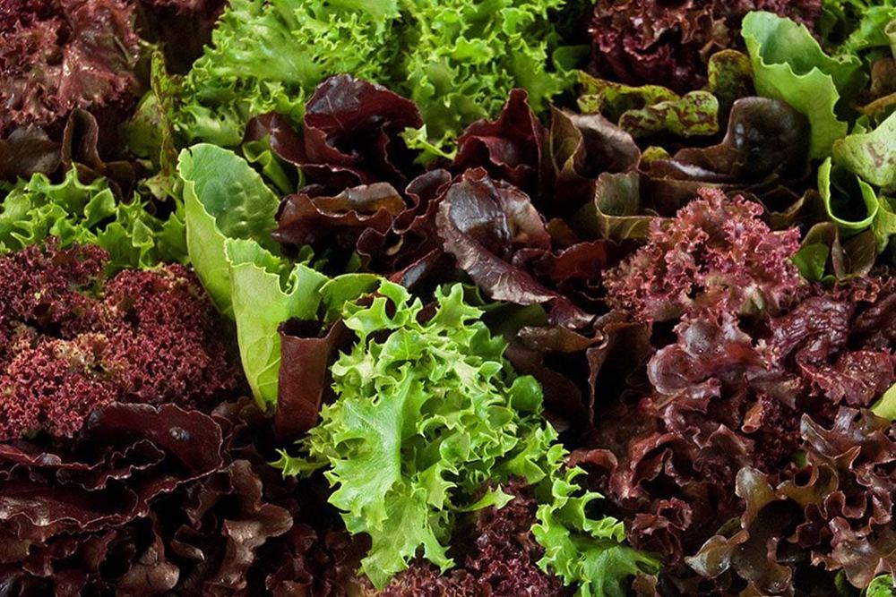 Mix Lettuce