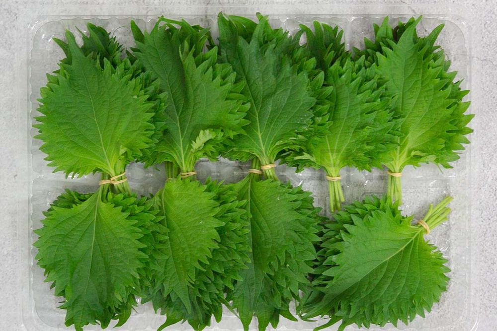 Oba (Shiso / Sushi Leaf)