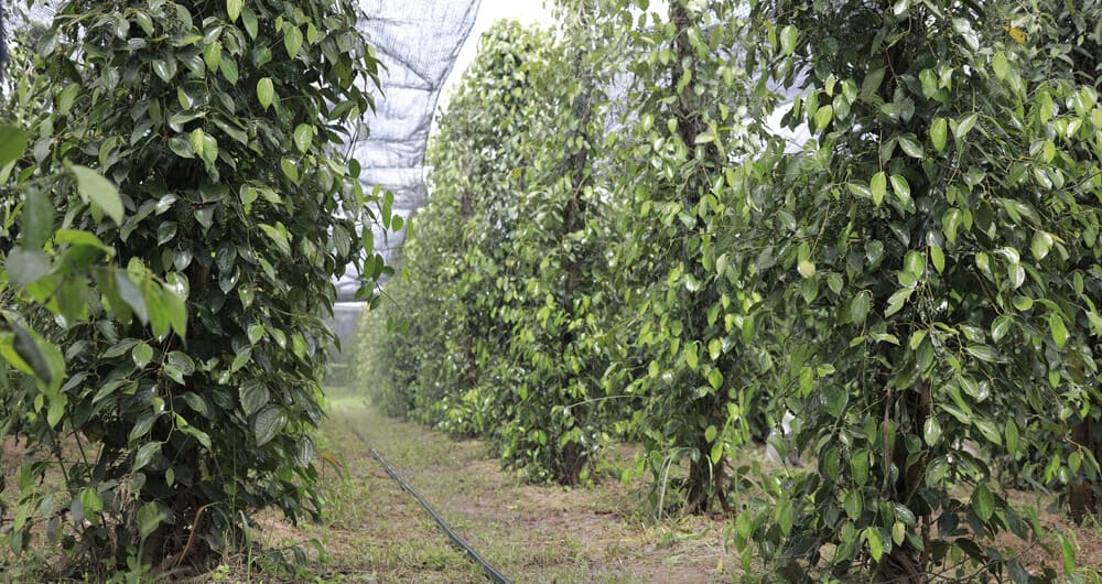 Traditional farming