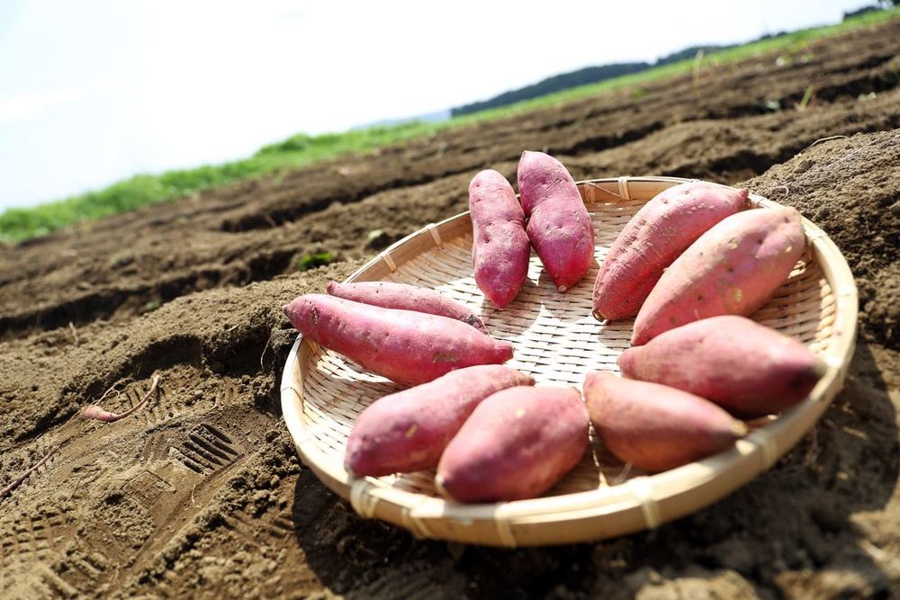 Japanese Sweet Potato (Beni Haruka)