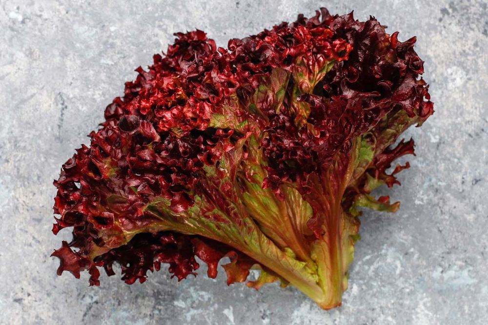 Red Oak Leaf Lettuce
