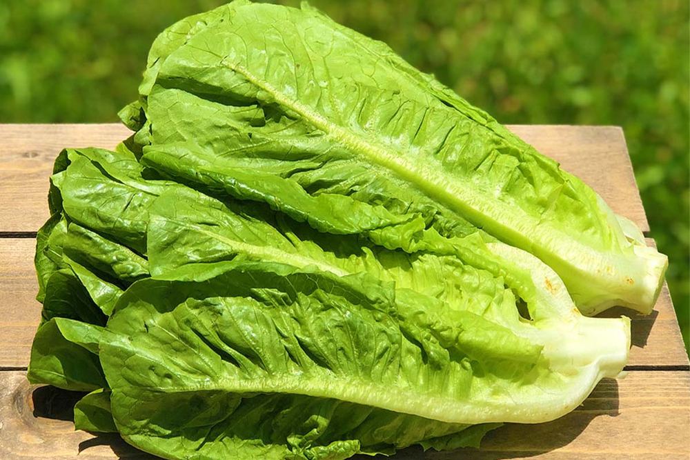 Romaine Lettuce